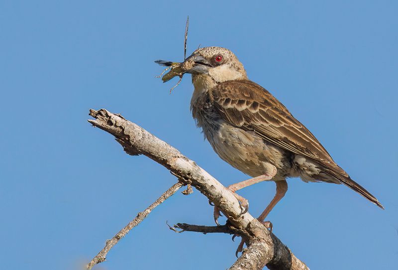 Donaldson-Smith's Sparrow-Weaver