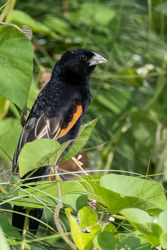 Fan-tailed Widowbird (m)