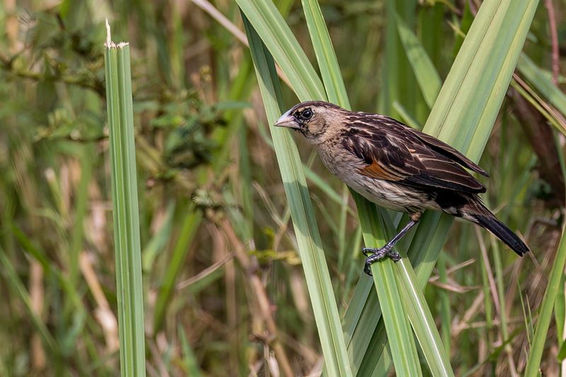 Fan-tailed Widowbird