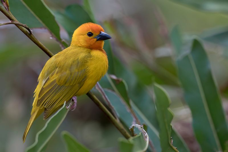 Golden Palm Weaver (m)
