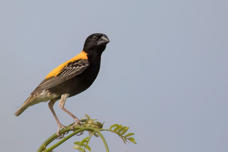 Golden-backed Bishop (m)
