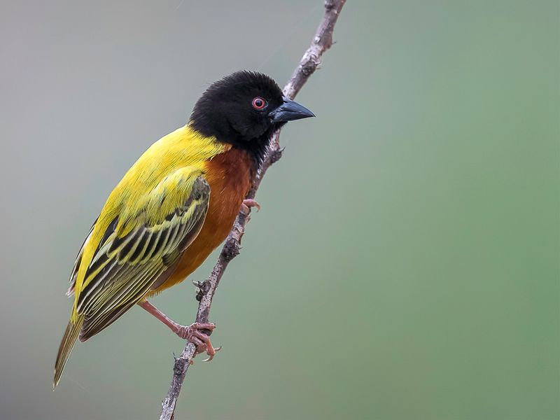 Golden-backed Weaver (m)
