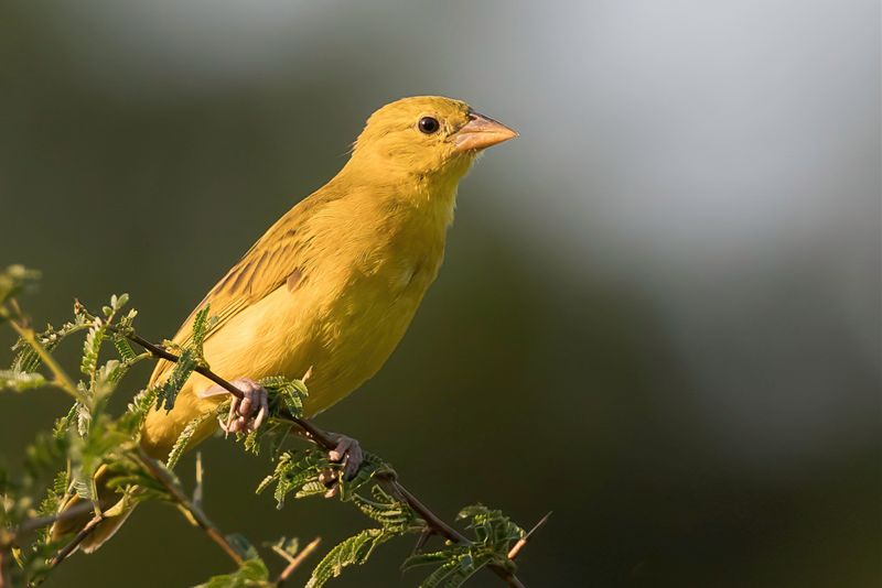 Holub's Golden Weaver (j)