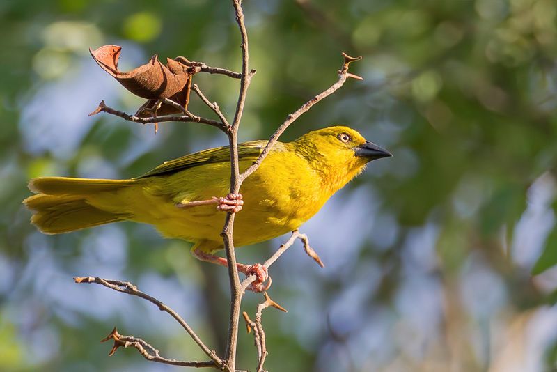 Holub's Golden Weaver (f)