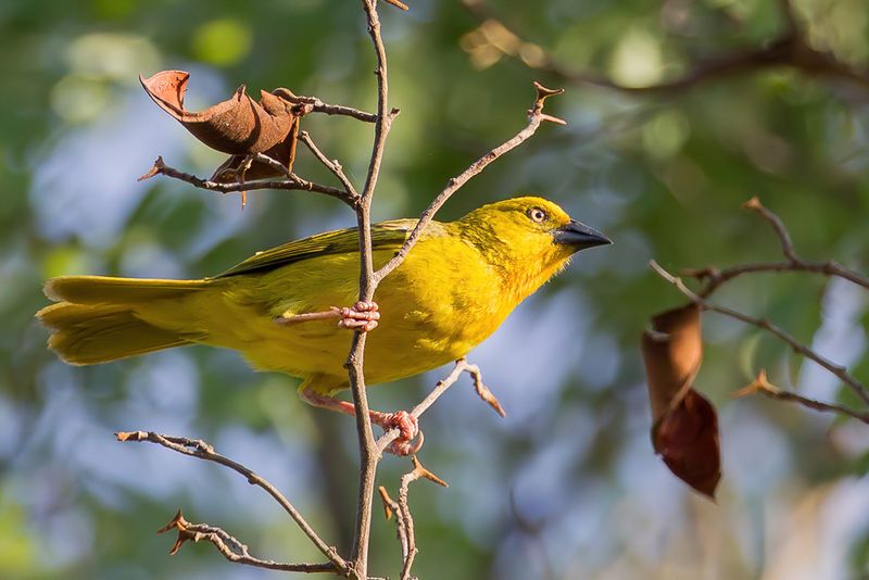 Holub's Golden Weaver (f)