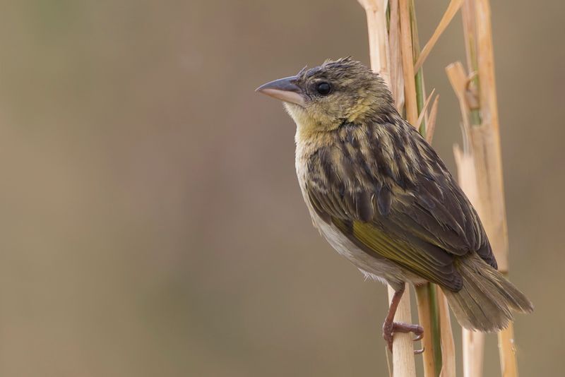 Kilombero Weaver (f)