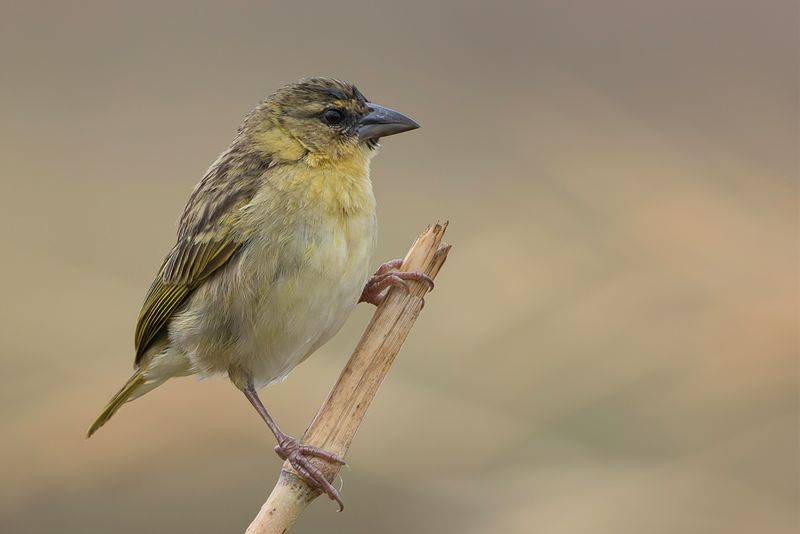 Kilombero Weaver (m)