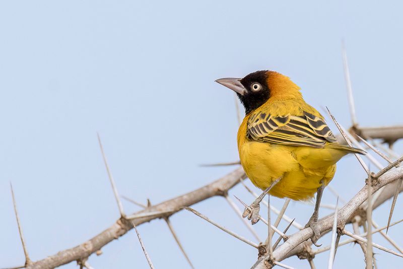 Lesser Masked Weaver (m)