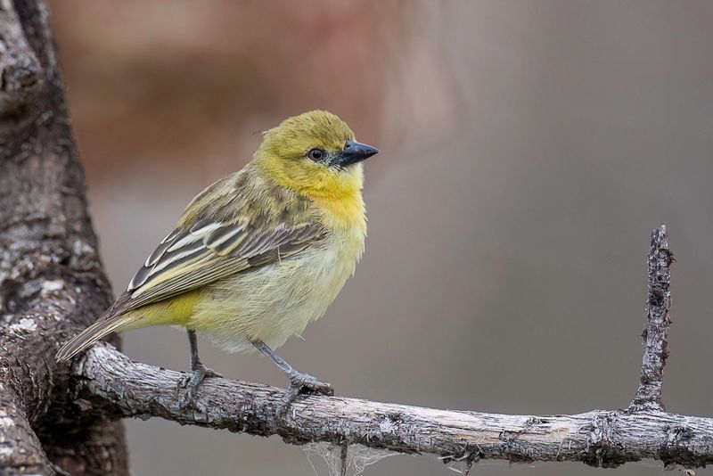 Little Weaver (f)