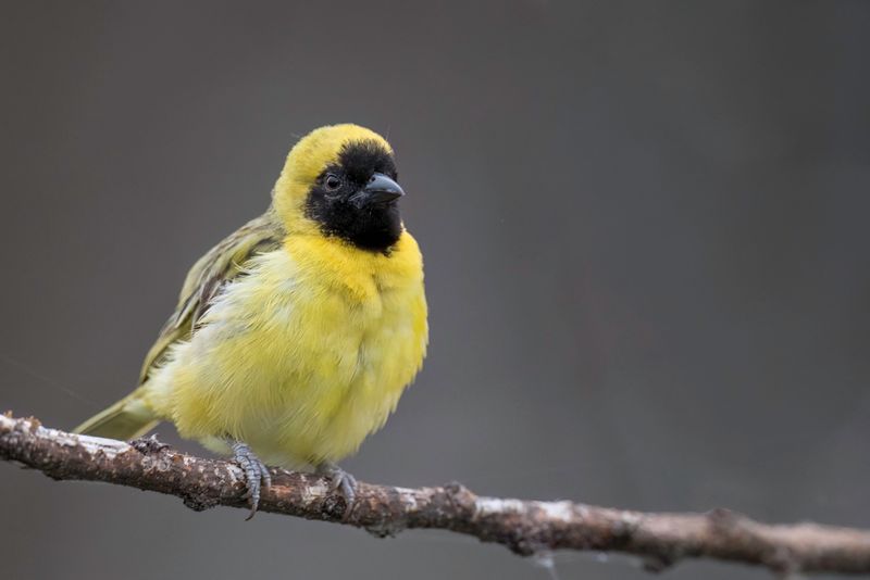 Little Weaver (m)