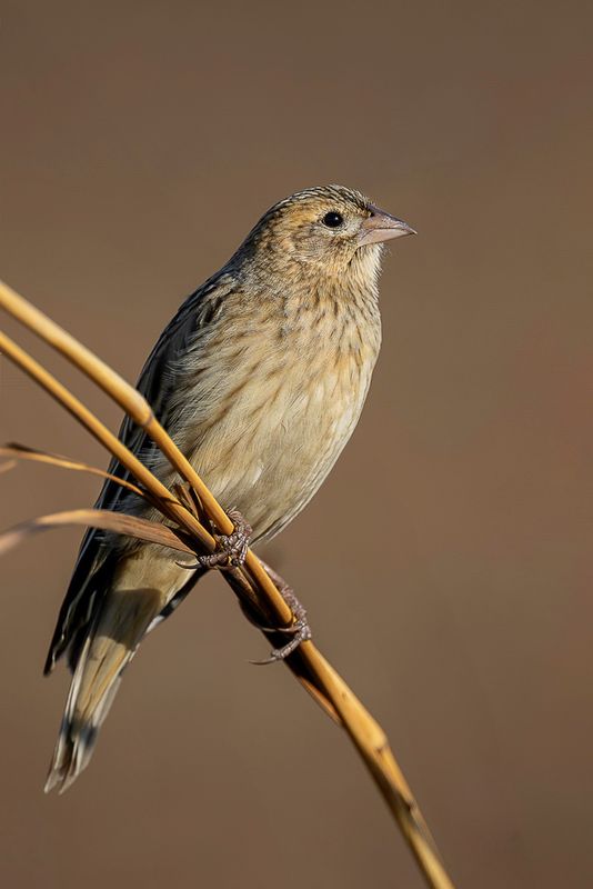 Long-tailed Widowbird (f)