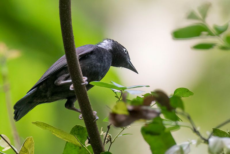 Maxwell's Black Weaver