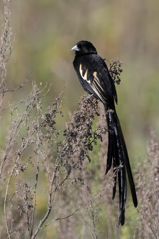 Montane Widowbird (m)