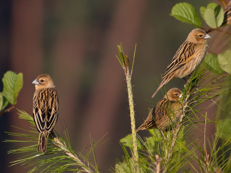 Montane Widowbird
