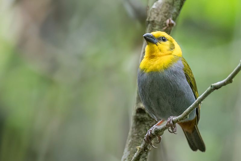 Nelicourvi Weaver (f)