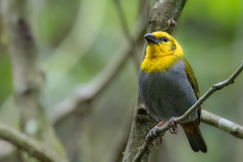 Nelicourvi Weaver (f)