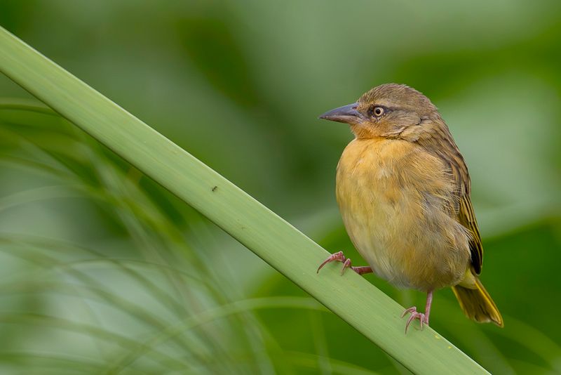 Northern Brown-throated Weaver (f)