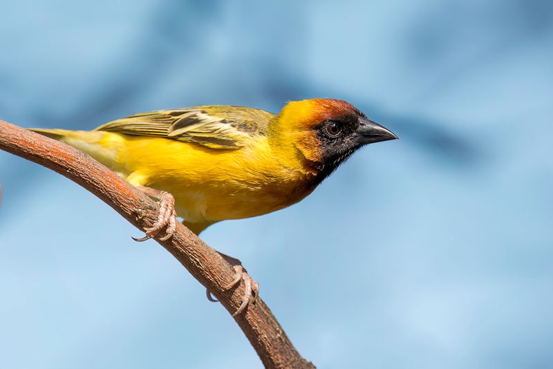 Northern Masked Weaver (m)