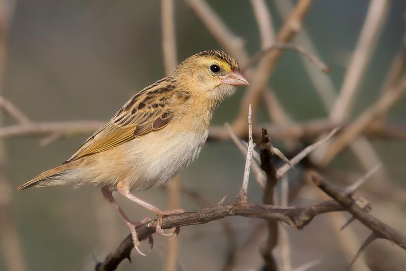 Northern Red Bishop (j)
