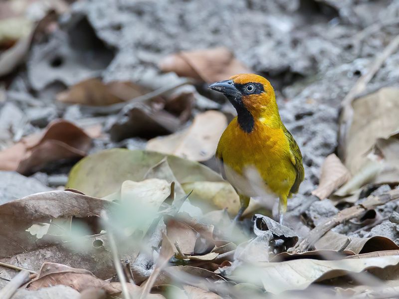 Olive-naped Weaver