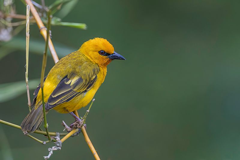 Orange Weaver (m)