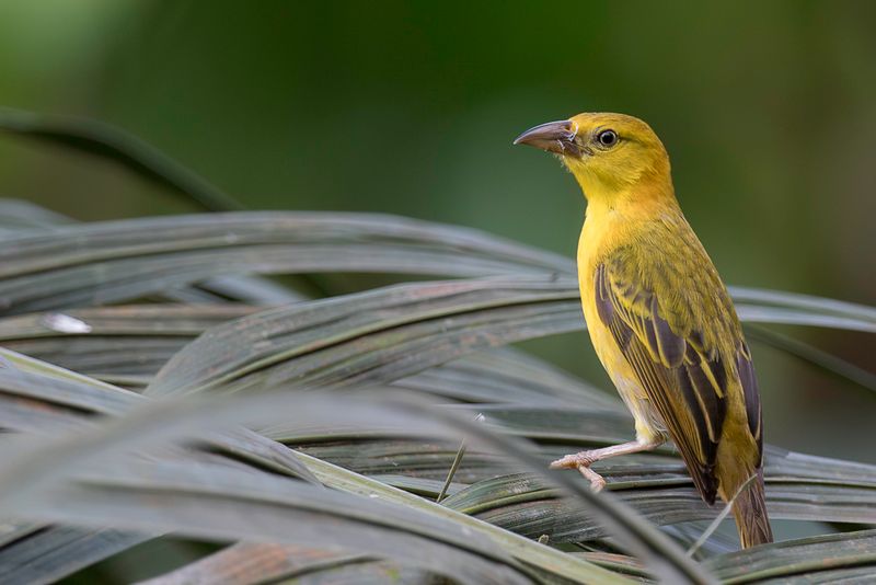 Principe Golden Weaver (f)