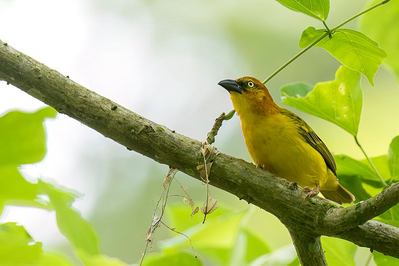 Principe Golden Weaver (m)