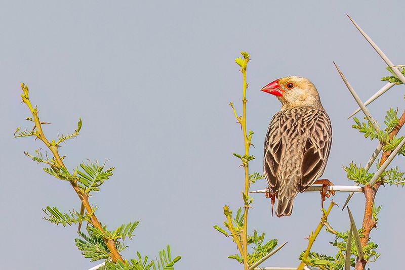 Red-billed Quelea (m)