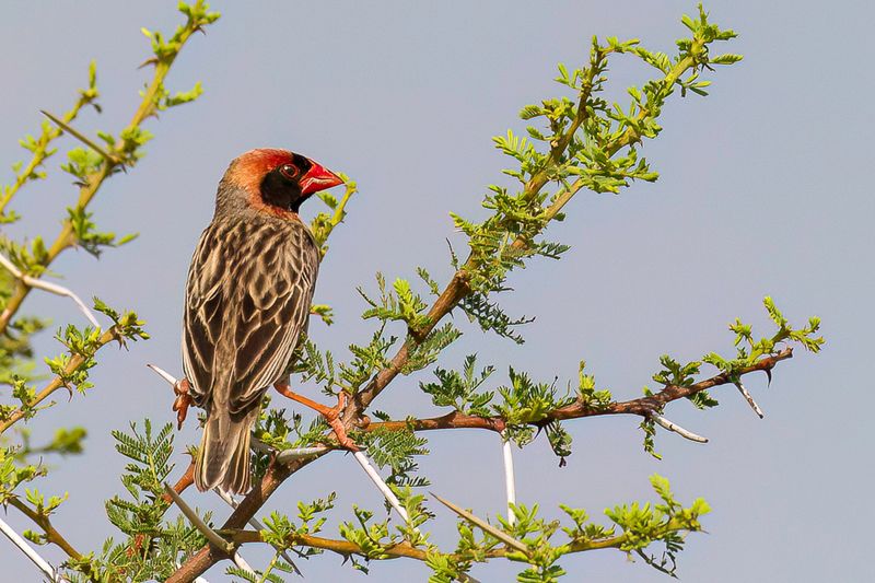 Red-billed Quelea (m)