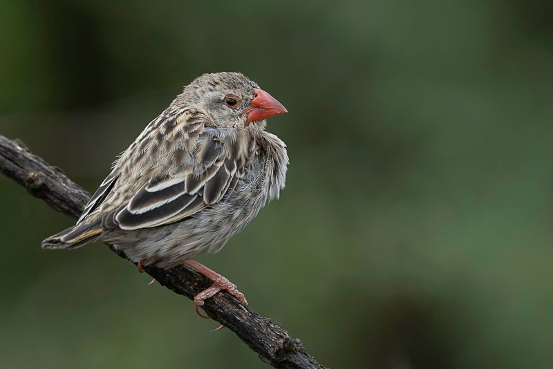 Red-billed Quelea (non-breeding m or f)
