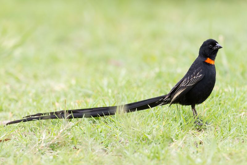 Red-collared Widowbird (m)
