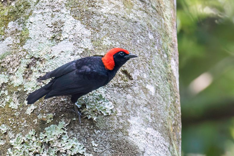 Red-headed Malimbe