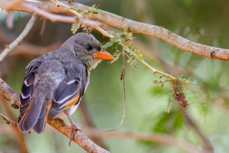 Red-headed Weaver (f)