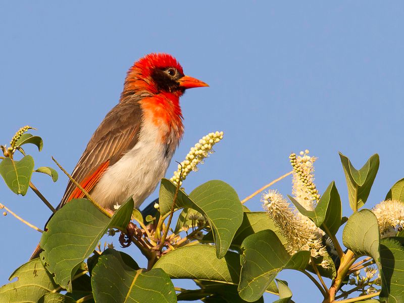 Red-headed Weaver (m)