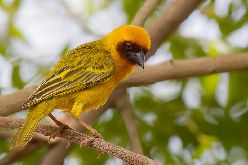 Rüppell's Weaver (m)