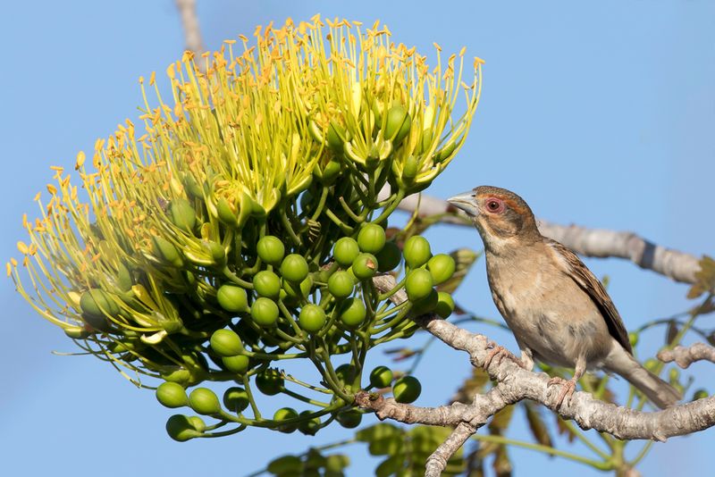 Sakalava Weaver (f)