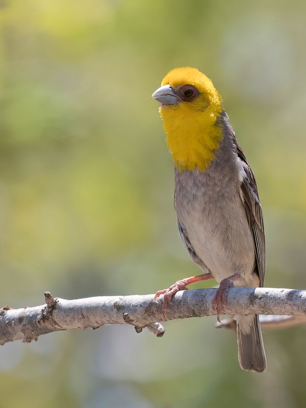 Sakalava Weaver (m)