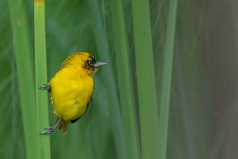 Slender-billed Weaver