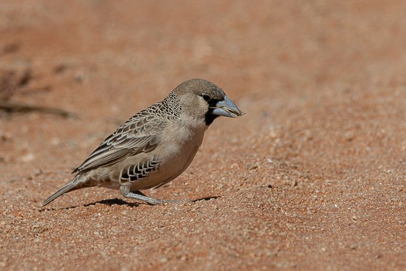 Sociable Weaver