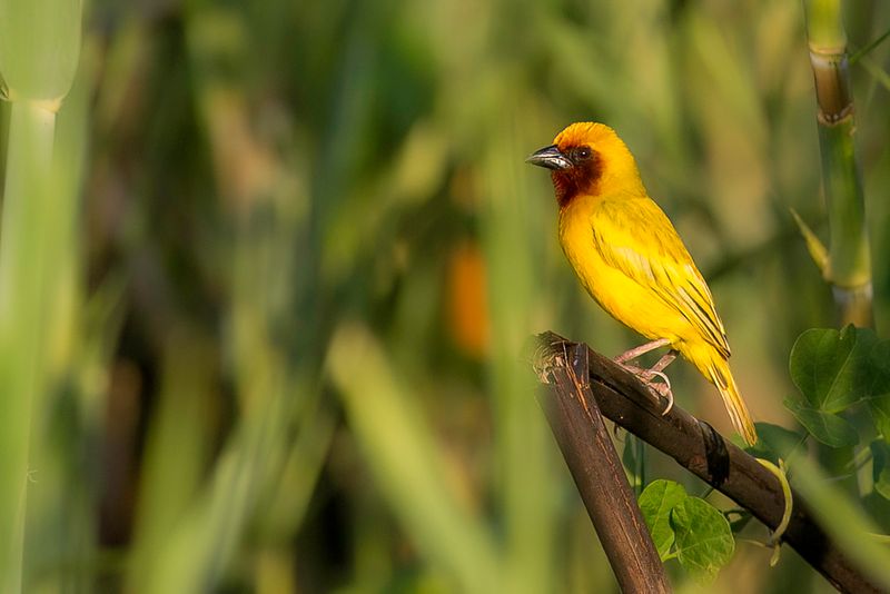 Southern Brown-throated Weaver (m)