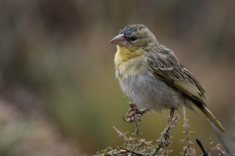 Southern Masked Weaver (f)