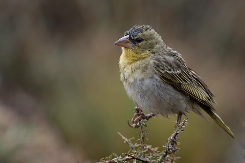 Southern Masked Weaver (f)