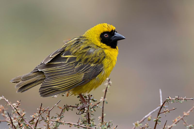 Southern Masked Weaver (m)