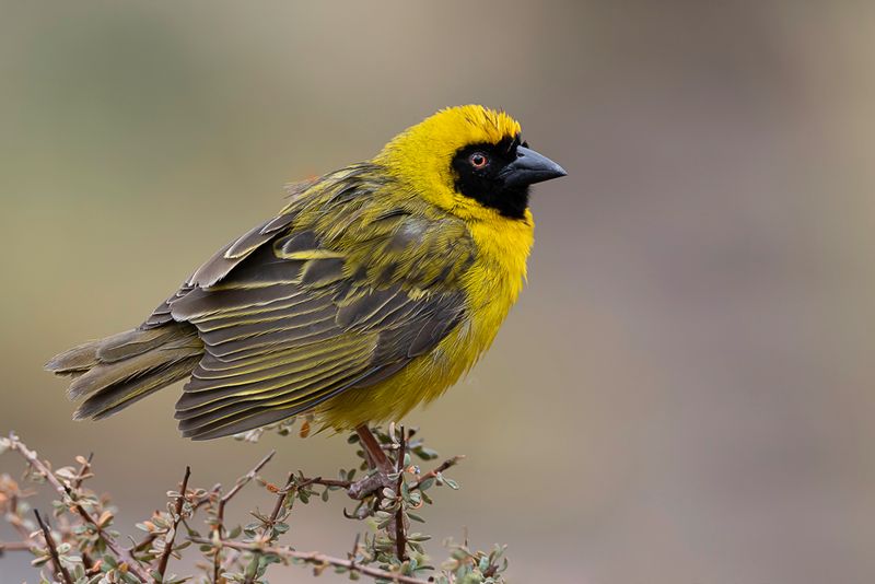 Southern Masked Weaver (m)