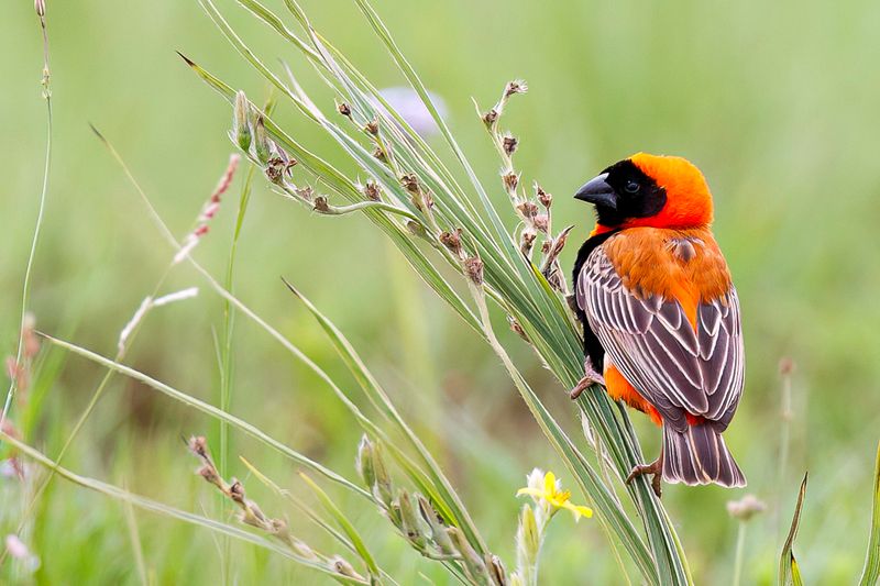 Southern Red Bishop (m)