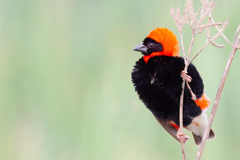 Southern Red Bishop (m)