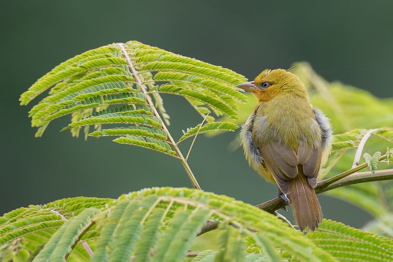 Spectacled Weaver (f)