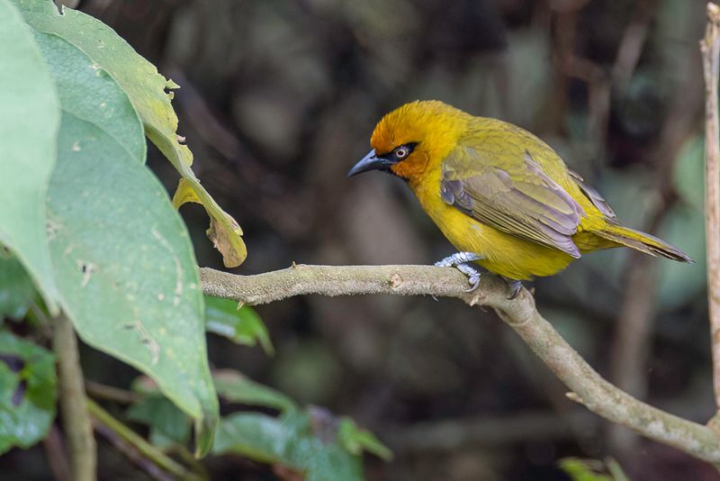 Spectacled Weaver (m)