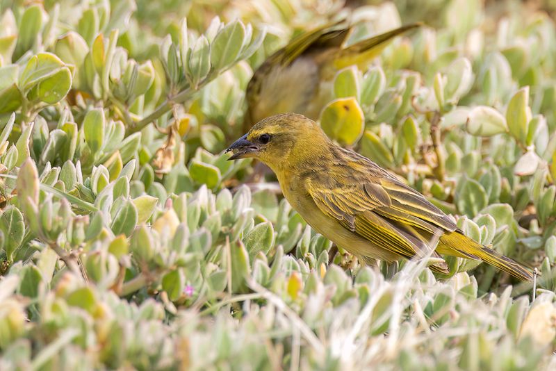 Taveta Weaver (f)