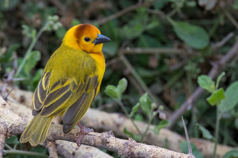 Taveta Weaver (m)